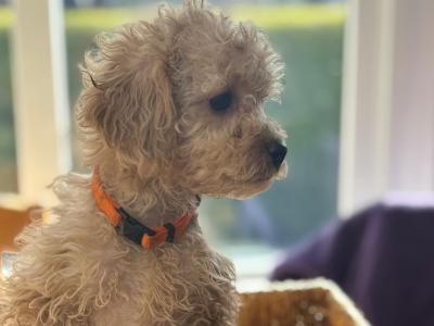 Cavapoo x Cavachon puppies in Wexford