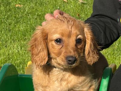 Cavapoo x Cavachon puppies in Wexford