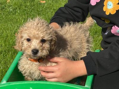 Cavapoo x Cavachon puppies in Wexford