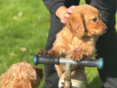 Cavapoo x Cavachon puppies in Wexford