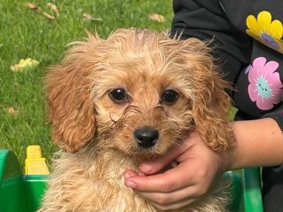 Cavapoo x Cavachon puppies in Wexford