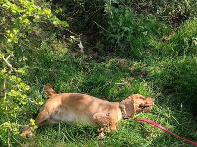 Beautiful IKC Registered(pending) female Cocker Spaniel dog in Roscommon