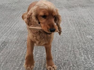 Beautiful IKC Registered(pending) female Cocker Spaniel dog in Roscommon