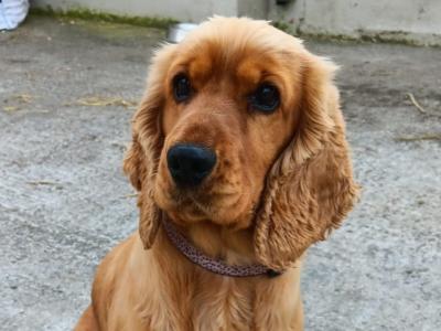 Beautiful IKC Registered(pending) female Cocker Spaniel dog in Roscommon