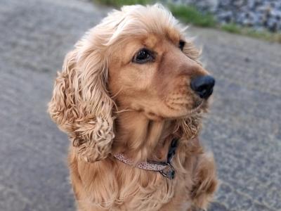 Beautiful IKC Registered(pending) female Cocker Spaniel dog in Roscommon