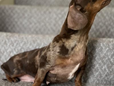 Foxxy is a Miniature Brown Dapple female Dachshund dog in Tyrone