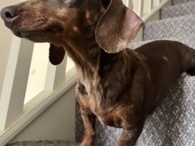 Foxxy is a Miniature Brown Dapple female Dachshund dog in Tyrone