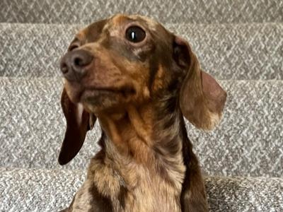 Foxxy is a Miniature Brown Dapple female Dachshund dog in Tyrone