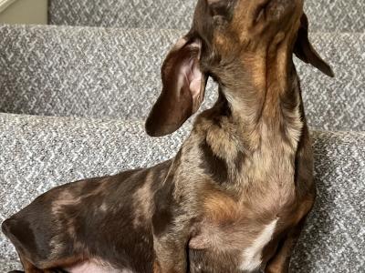 Foxxy is a Miniature Brown Dapple female Dachshund dog in Tyrone