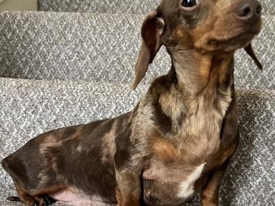 Foxxy is a Miniature Brown Dapple female Dachshund dog in Tyrone