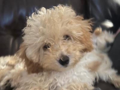 Miniature female Poodle puppy in Mayo