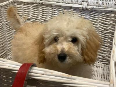 Miniature female Poodle puppy in Mayo