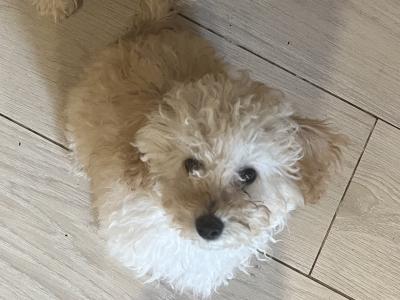 Miniature female Poodle puppy in Mayo