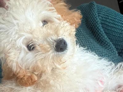 Miniature female Poodle puppy in Mayo