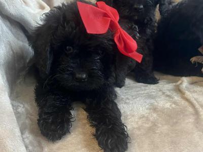 Toy Cavapoo puppies in Wexford. Registered breeder