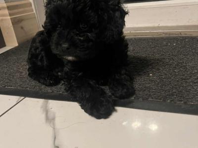 Toy Cavapoo puppies in Wexford. Registered breeder