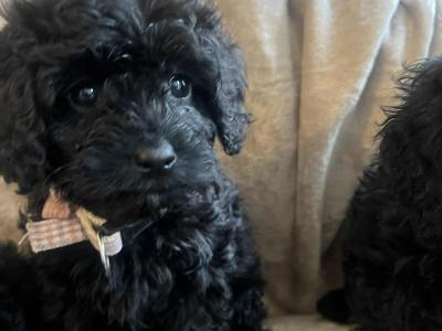 Toy Cavapoo puppies in Wexford. Registered breeder