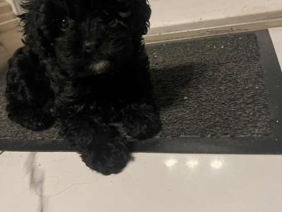 Toy Cavapoo puppies in Wexford. Registered breeder