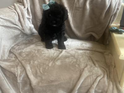 Toy Cavapoo puppies in Wexford. Registered breeder