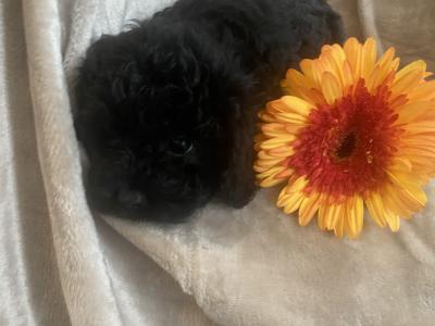 Toy Cavapoo puppies in Wexford. Registered breeder
