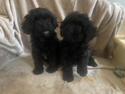 Toy Cavapoo puppies in Wexford. Registered breeder