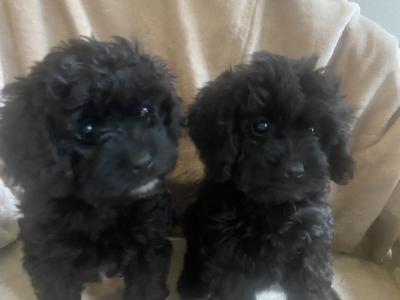 Toy Cavapoo puppies in Wexford. Registered breeder