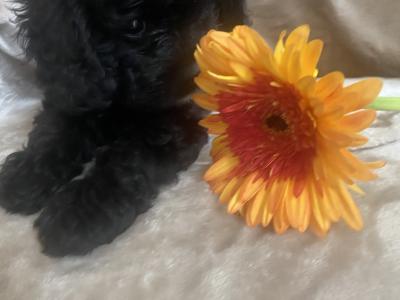 Toy Cavapoo puppies in Wexford. Registered breeder