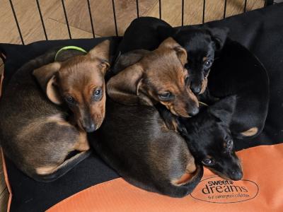 IKC Registered Miniature Smooth Dachshund puppies in Kildare