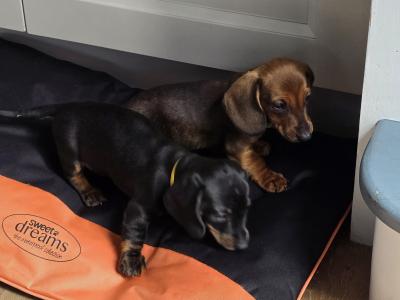 IKC Registered Miniature Smooth Dachshund puppies in Kildare