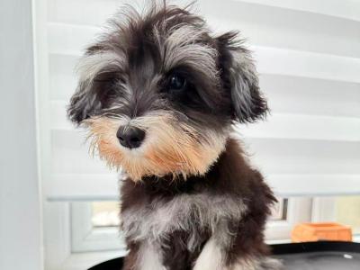 Beautiful IKC Registered miniature Schnauzer puppies in Greystones
