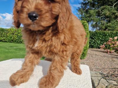 Red Cavapoo puppies in Wexford
