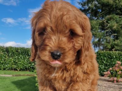 Red Cavapoo puppies in Wexford