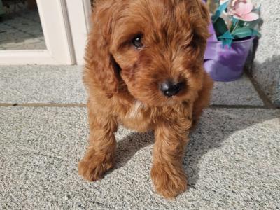Red Cavapoo puppies in Wexford