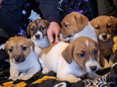 Adorable Jack Russell pups in Tipperary