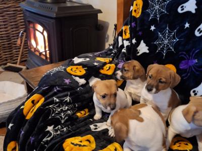 Adorable Jack Russell pups in Tipperary