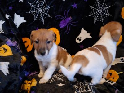 Adorable Jack Russell pups in Tipperary