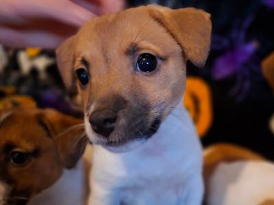 Adorable Jack Russell pups in Tipperary