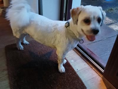 Milo is a young, affectionate male Poodle X in Donegal for rehoming