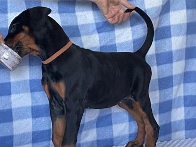 IKC Registered Dobermann puppies in Westmeath. Health Tested Parents