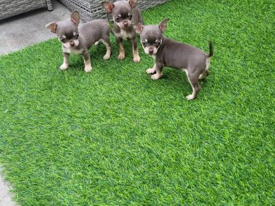 ⭐️ IKC Registered Chihuahua puppies ⭐️