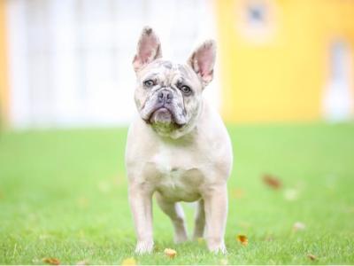 French Bulldog puppies in Down £1150