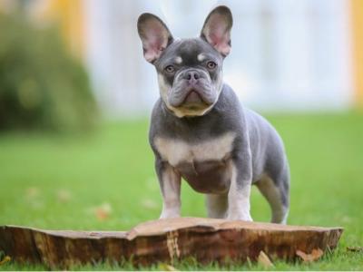 French Bulldog puppies in Down £1150
