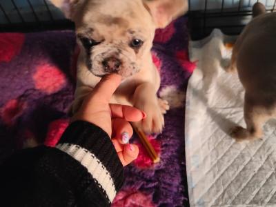 French Bulldog puppies in Down £1150