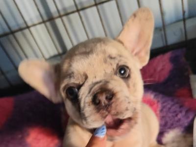 French Bulldog puppies in Down £1150