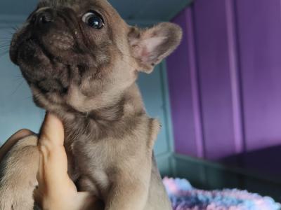 French Bulldog puppies in Down £1150