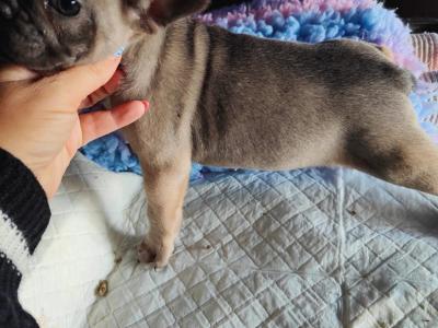French Bulldog puppies in Down £1150