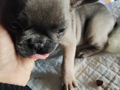 French Bulldog puppies in Down £1150