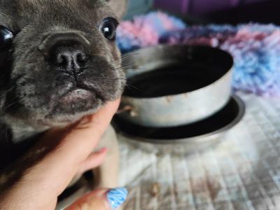 French Bulldog puppies in Down £1150