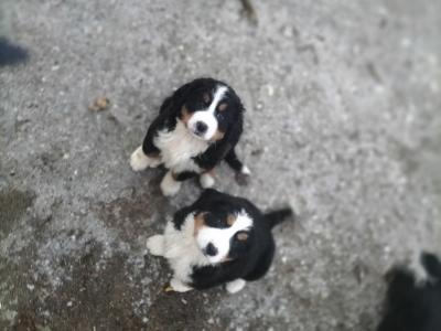 IKC Registered(pending) Pedigree Bernese Mountain Dog puppies for sale in Tipperary