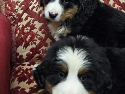 IKC Registered(pending) Pedigree Bernese Mountain Dog puppies for sale in Tipperary